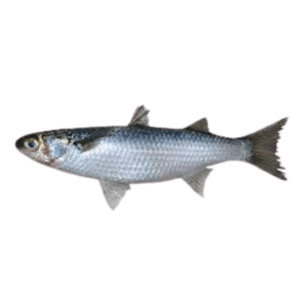 Mulet-–-Poisson-surgele