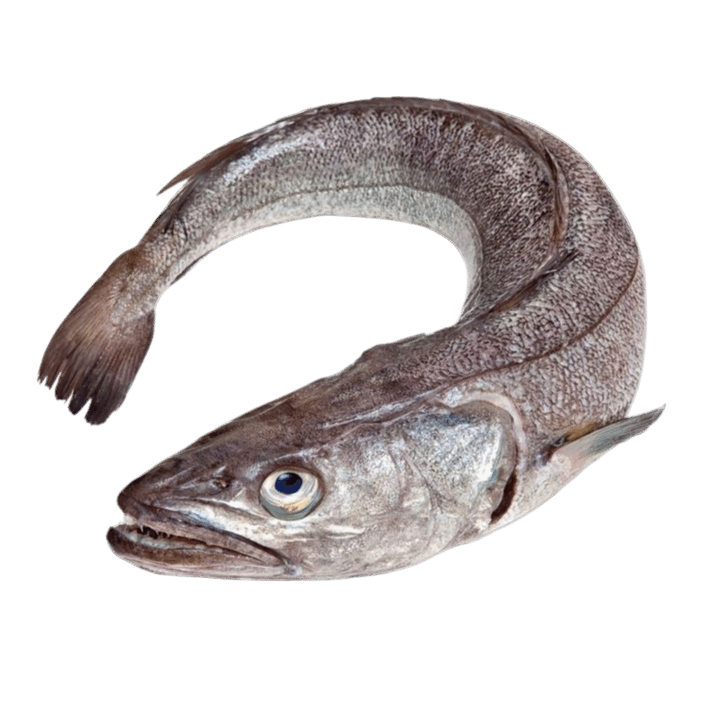 Poisson-Hake-Merlu