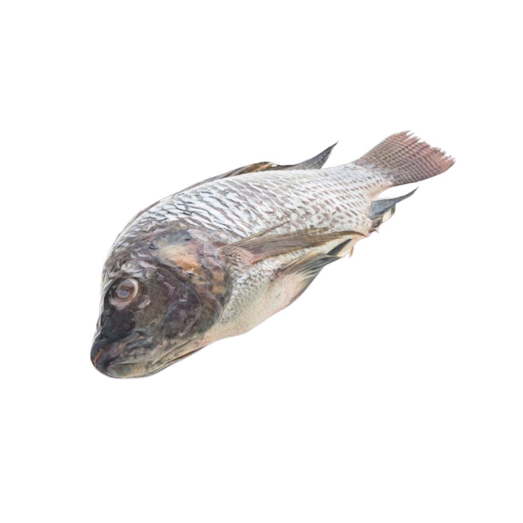 Tilapia-Entier-Surgele